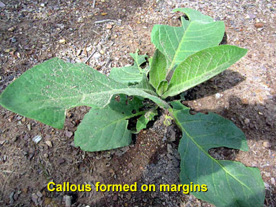 Garden20140624_1258_pestFest_marginCallous_400.jpg