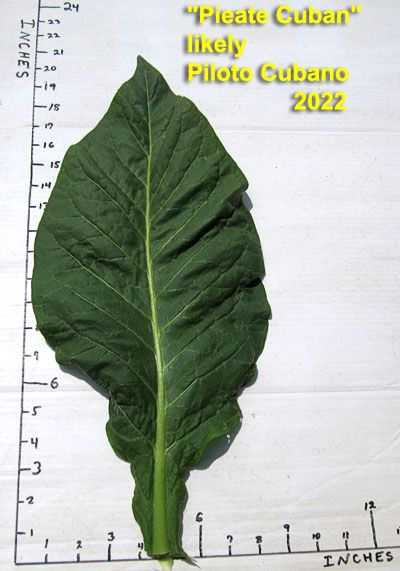 Garden20220707_6535_Pieate_leafSize_400a.jpg