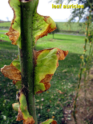 Garden20141020_1607_leafAuricles_300.jpg