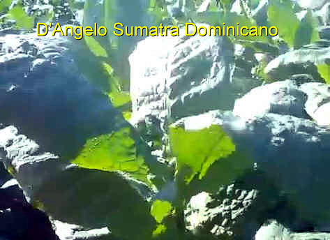 D_Angelo Santana Plantation_SumatraDominicano.jpg
