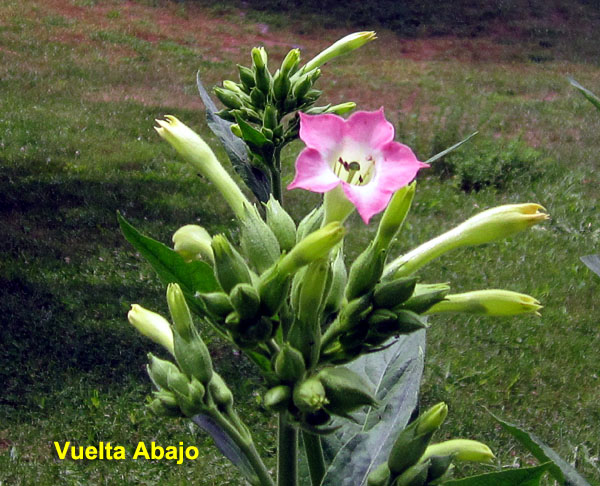 Garden20230705_7093_VueltaAbajo_blossom_600.jpg