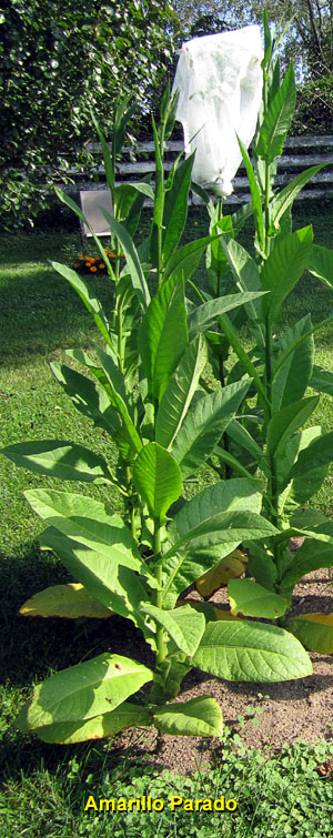 Garden20140829_1504_AmarilloParado_plant_300.jpg