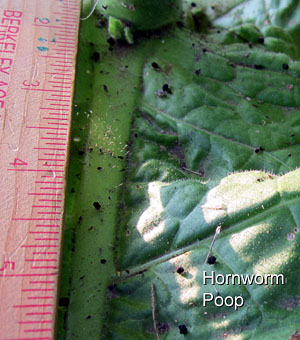 Garden20120721_392_hornwoomPoop_ruler_300.jpg