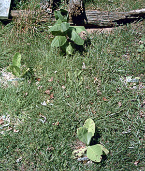 Garden_20110828_03_drivewayTobacco_4weeks_300.jpg