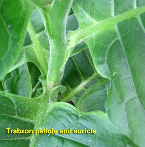 Garden20190721_4561_Trabzon_petiole_auricle_500.jpg