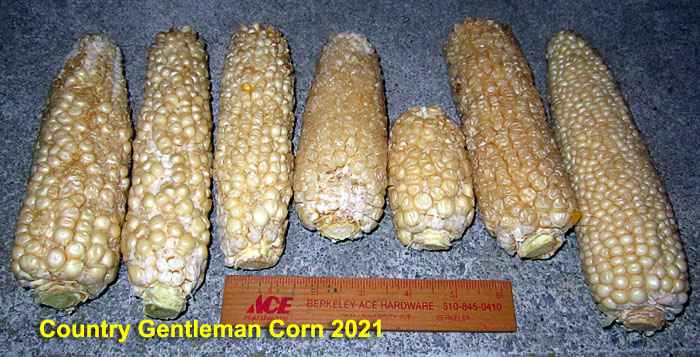 Garden20210928_6060_cornCobs_CountryGentleman_700.jpg