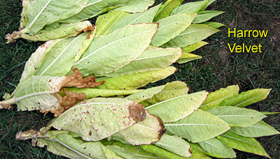 Garden20120731_432_HarrowVelvet_stalkHarvest_400.jpg