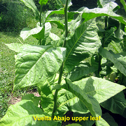 Garden20230723_7169_VueltaAbajo_upperLeafMaturation_500.jpg