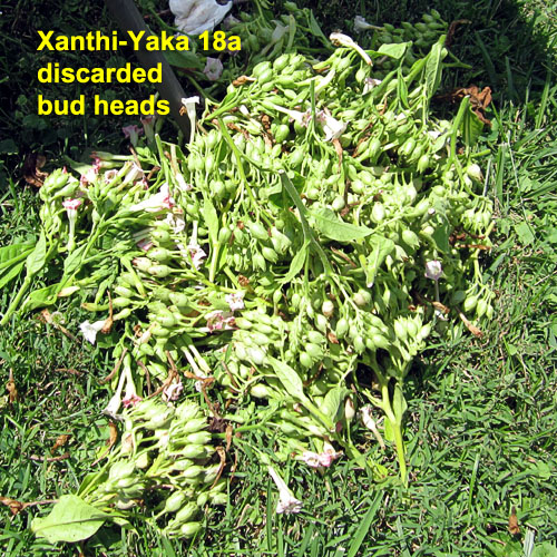 Garden20230724_7181_XanthiYaka18a_discardedBudHeads_500.jpg