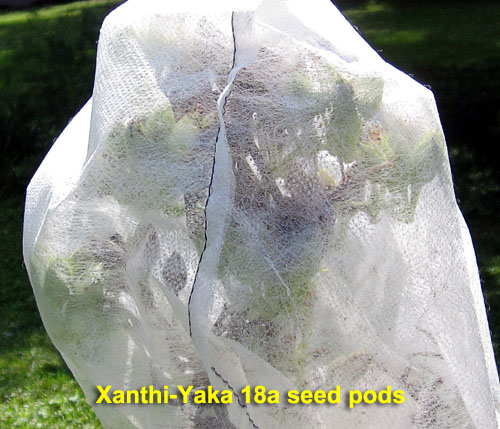 Garden20230801_7214_XanthiYaka18a_seedPods_500.jpg