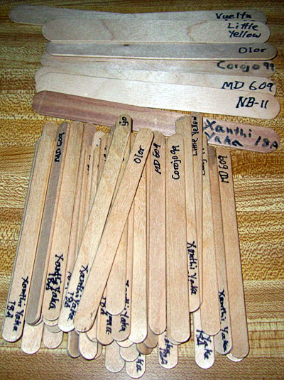 Garden20230121_6833_woodLabels_400.jpg