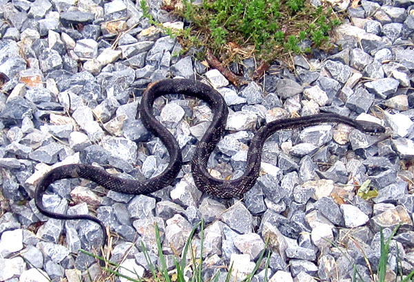 Garden20240602_7369_JuvenileEasternRatsnake_closeup_600.jpg