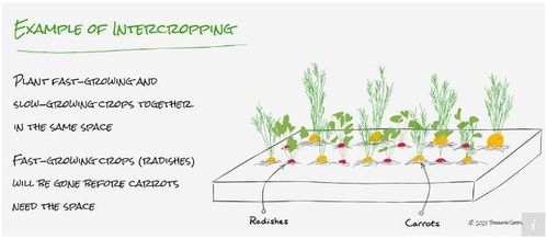 Intercropping_UnderwoodGardens.JPG