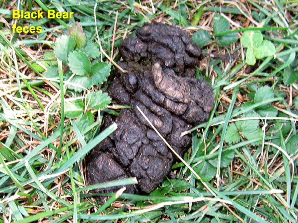 Garden20190721_4568_bear_feces_closeup_600.jpg