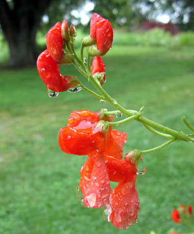 Garden20130818_911_ScarletRunnerBlossomInRain_400.jpg
