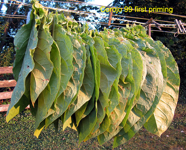 Garden20170726_2911_Corojo99_1stPriming_600.jpg