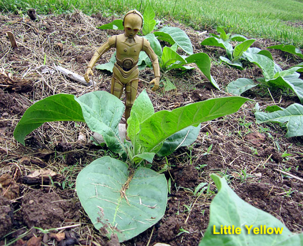 Garden20230529_7003_LittleYellow_C3PO_600.jpg