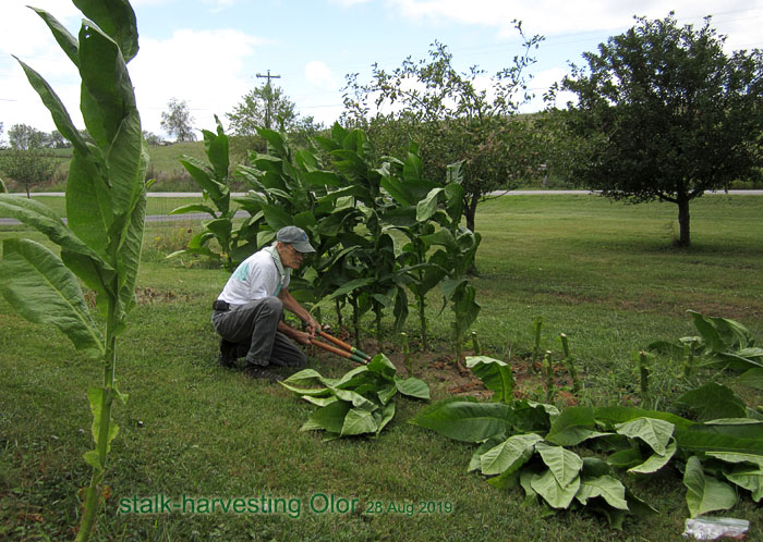 Garden20190828_4691_Bob_stalkHarvestingOlor_700.jpg