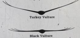 vulture_dihedral.JPG