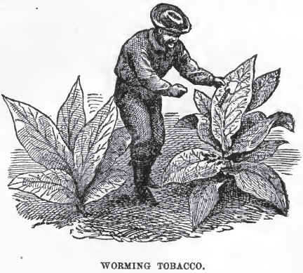 WormingTobacco_Billings.jpg