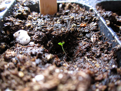 Garden20170406_2467_moveToTrays5_400.jpg