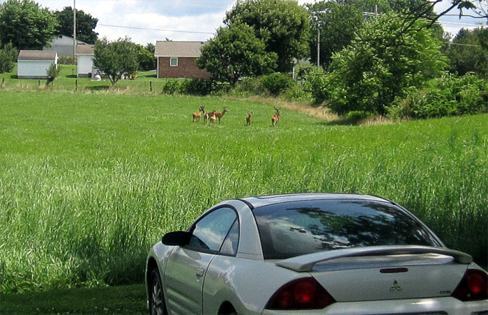 Garden20230716_7137_7Bucks_closeup_700.jpg