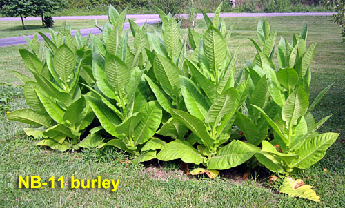 Garden20230715_7130_NB11burley_bed_500.jpg