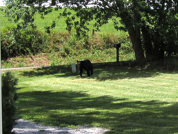 Garden20240627_7389_BlackBearInDriveway_700.jpg