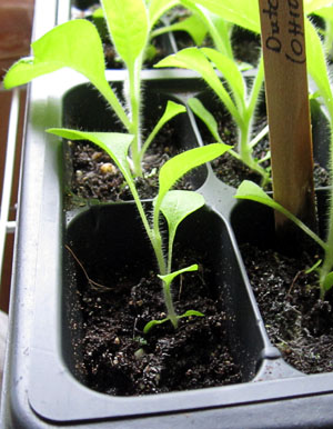 Garden20170504_2597_tiniestSeedling_300.jpg