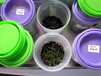 Garden20140328_1138_maintainingSeedCups_400.jpg