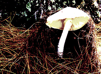 Garden20141020_1606_mushroomThroughMulch_400_spooky.jpg