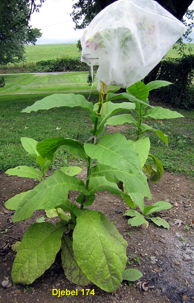 Garden20140919_1565_Djebel174_plant_300.jpg