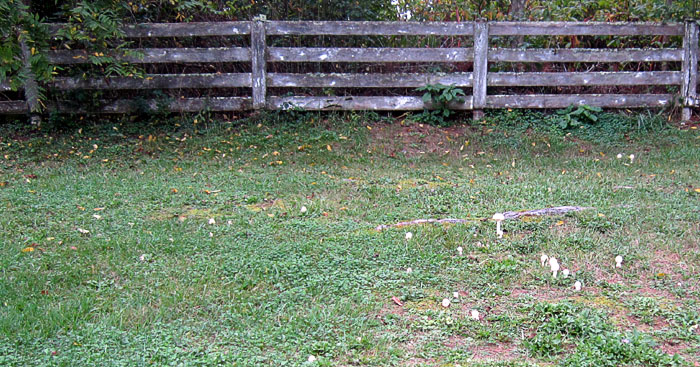 Garden20211009_6069_mushrooms_700.jpg