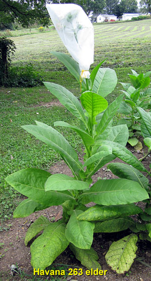 Garden20140919_1563_Havana263_elder_300.jpg