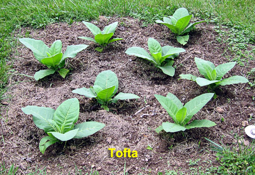 Garden20230531_7011_Tofta_bed_500.jpg