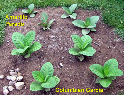 Garden20140621_1245_AmarilloParado_ColGarcia_bed_400.jpg