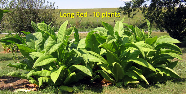 Garden20160905_2267_LongRed_plants_600.jpg