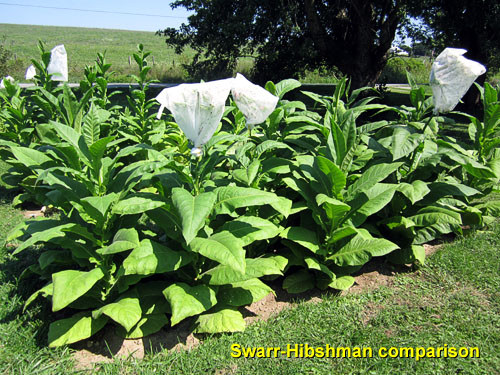 Garden20140816_1453_SwarrHibshman_bed_500.jpg