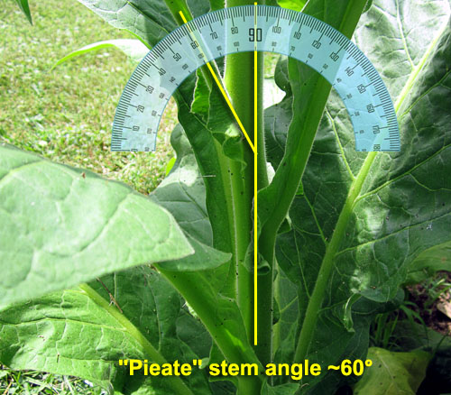 Garden20220707_6528_Pieate_stemAngle_500.jpg