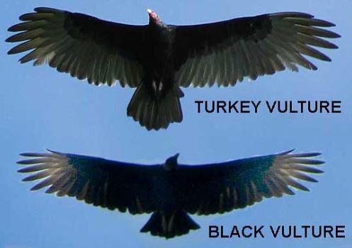 vulture_wingColor.JPG