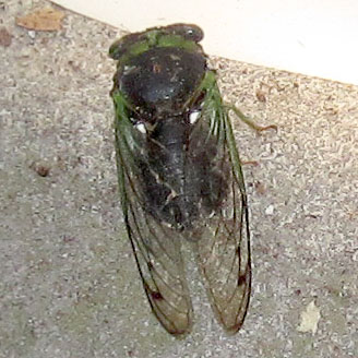 Garden20210829_6024_cicadaOnPorch_closeup_338.jpg