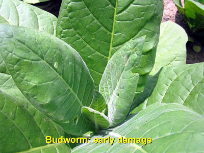 Garden20140628_1285_budworm_earlyDamage_400.jpg