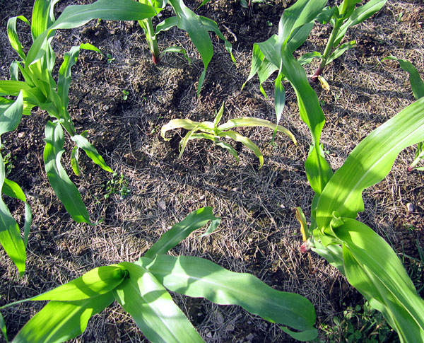 Garden20170606_2692_corncob_mutant_topView_600.jpg