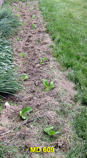 Garden20230507_6958_MD609_bed_300.jpg