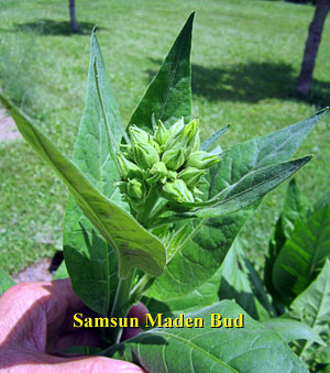 Garden20120613_241_SamsunMadenBud_300.jpg