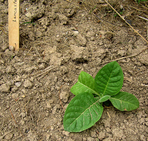 Garden20190606_4413_LancasterSeedleaf_plant_500.jpg