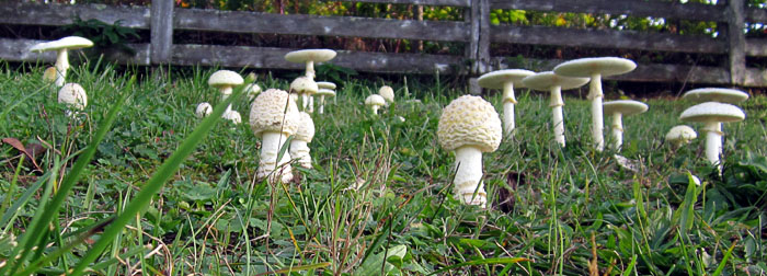 Garden20211011_6072_more_mushrooms_closeup_700.jpg