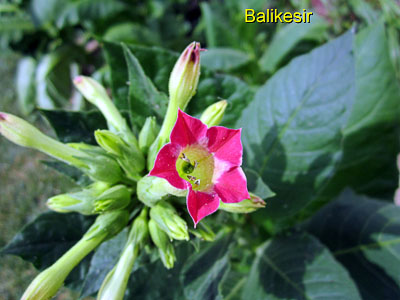 Garden20120804_438_Balikesir_blossom_400.jpg