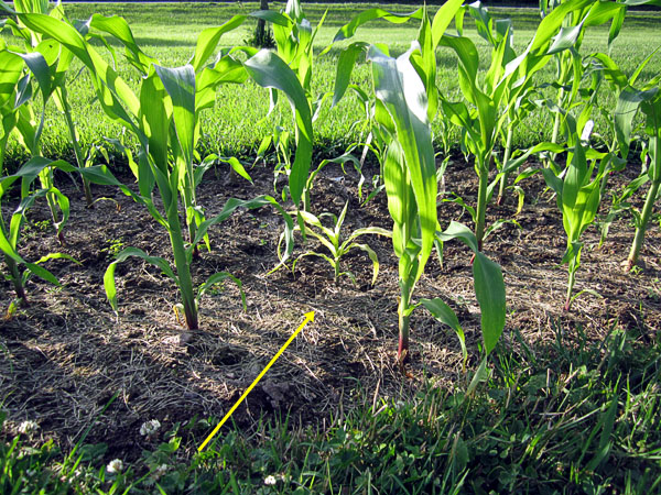 Garden20170606_2691_corncob_mutant_600.jpg