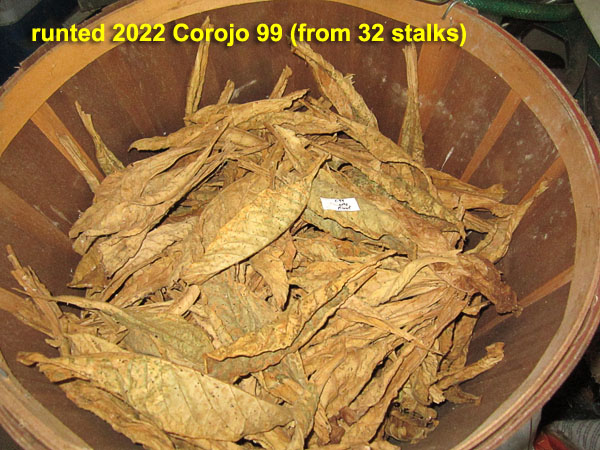 Garden20230716_7138_Corojo99_runted2022leaf_600.jpg